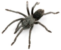 Aphonopelma icenoglei female ZooKeys 560 by Chris A. Hamilton, Brent E. Hendrixson, Jason E. Bond. Used under a CC BY 4.0 license.