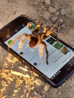 Aphonopelma iodius by Ken-ichi Ueda. Used under a CC BY 4.0 license.
