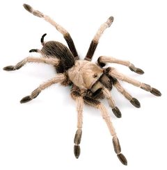 Aphonopelma iodius female ZooKeys 560 by Chris A. Hamilton, Brent E. Hendrixson, Jason E. Bond. Used under a CC BY 4.0 license.