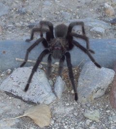 Aphonopelma spp 2 by .

The original uploader was Toiyabe at English Wikipedia.. Used under a CC BY-SA 3.0 license.