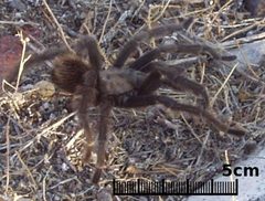 Aphonpelma spp 1 by Toiyabe. Used under a CC BY-SA 3.0 license.