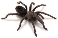 Aphonopelma joshua female ZooKeys 560 by Chris A. Hamilton, Brent E. Hendrixson, Jason E. Bond. Used under a CC BY 4.0 license.