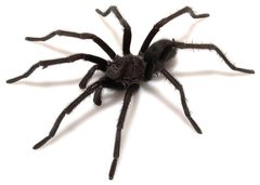 Aphonopelma joshua male ZooKeys 560 by Chris A. Hamilton, Brent E. Hendrixson, Jason E. Bond. Used under a CC BY 4.0 license.