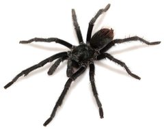 Aphonopelma madera male ZooKeys 560 by Chris A. Hamilton, Brent E. Hendrixson, Jason E. Bond. Used under a CC BY 4.0 license.
