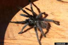 Aphonopelma marxi by Whitney Cranshaw, Colorado State University, Bugwood.org - See more at: http://www.insectimages.org/browse/detail.cfm?imgnum=5445328#sthash.D9DFcGIc.dpuf. Used under a CC BY 3.0 license.