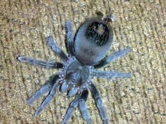Aphonopelma marxi 1 by B a y L e e ' s 8 Legged Art. Used under a CC BY-SA 2.0 license.