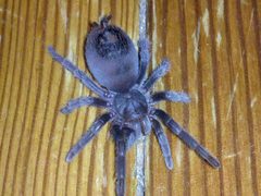 Aphonopelma marxi 2 by B a y L e e ' s 8 Legged Art. Used under a CC BY-SA 2.0 license.