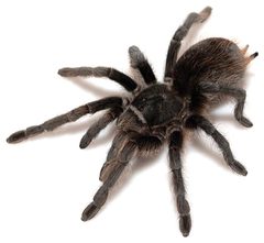Aphonopelma marxi female ZooKeys 560 by Chris A. Hamilton, Brent E. Hendrixson, Jason E. Bond. Used under a CC BY 4.0 license.