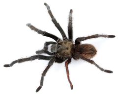 Aphonopelma moderatum male ZooKeys 560 by Chris A. Hamilton, Brent E. Hendrixson, Jason E. Bond. Used under a CC BY 4.0 license.