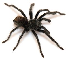 Aphonopelma paloma male ZooKeys 560 by Chris A. Hamilton, Brent E. Hendrixson, Jason E. Bond. Used under a CC BY 4.0 license.