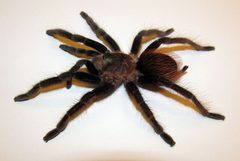 Brachypelma vagans - juvenile - pic 2 - 2014-09-11 by Micha L. Rieser. Used under a Attribution license.