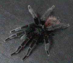 Brachypelma vagans 2 by The original uploader was Dawson at English Wikipedia.. Used under a CC BY-SA 2.5 license.