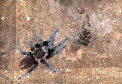 Brachypelma vagans molt by Robgarden. Used under a CC BY-SA 4.0 license.