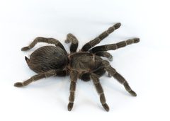 Brachypelma vagans p1 by Carlos Valenzuela. Used under a CC BY-SA 4.0 license.