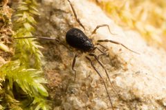 Hesperonemastoma modestum 37491298 by Ken-ichi Ueda. Used under a CC BY 4.0 license.