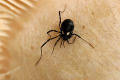 Nemastoma.bimaculatum.-.lindsey by James K. Lindsey. Used under a CC BY-SA 3.0 license.