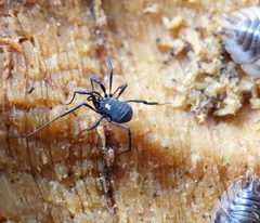 Nemastoma bimaculatum by AJC1 from UK. Used under a CC BY-SA 2.0 license.