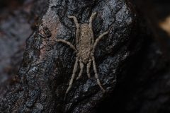 Trogulus sp. dorsal Bytom by Adrian Tync. Used under a CC BY-SA 4.0 license.