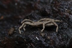 Trogulus sp. lateral Bytom by Adrian Tync. Used under a CC BY-SA 4.0 license.