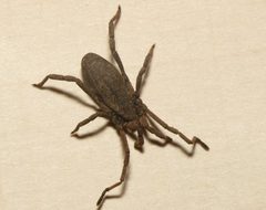 Trogulus tricarinatus by 



This image is created by user Dick Belgers at Waarneming.nl, a source of nature observations in the Netherlands.
. Used under a CC BY 3.0 license.
