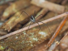 Caddo agilis 19405843 by Shahan Derkarabetian. Used under a CC BY-SA 4.0 license.