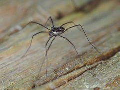 Caddo agilis 19405844 by Shahan Derkarabetian. Used under a CC BY-SA 4.0 license.