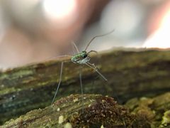 Caddo agilis 201623491 by Shahan Derkarabetian. Used under a CC BY-SA 4.0 license.