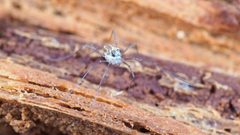 Caddo agilis 202430326 by Shahan Derkarabetian. Used under a CC BY-SA 4.0 license.