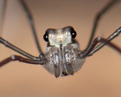 Caddo agilis front close up by Marshal Hedin. Used under a CC BY-SA 2.0 license.