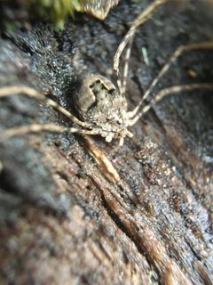 Leptobunus aureus by Adrian Cotter. Used under a CC0 license.