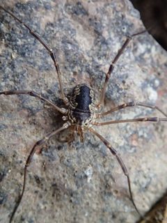 Leptobunus borealis by D. Sikes. Used under a CC BY-SA 2.0 license.