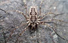 Leptobunus borealis1 by D. Sikes. Used under a CC BY-SA 2.0 license.