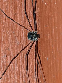 Leptobunus parvulus by Ben Keen. Used under a CC BY 4.0 license.