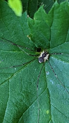 Mitopus morio 214932961 by Michel Langeveld. Used under a CC BY-SA 4.0 license.