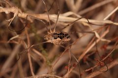 Mitopus morio Weberknecht by Holger Krisp. Used under a CC BY 4.0 license.