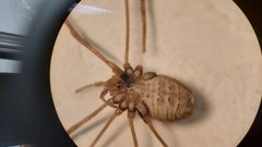 Mitopus morio female with ovipositor by Stephan Kleinfelder. Used under a CC BY-SA 4.0 license.