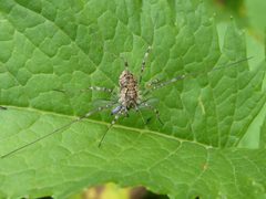 Mitopus morio with prey 01 by Syrio. Used under a CC BY-SA 4.0 license.