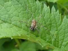 Mitopus morio with prey 02 by Syrio. Used under a CC BY-SA 4.0 license.