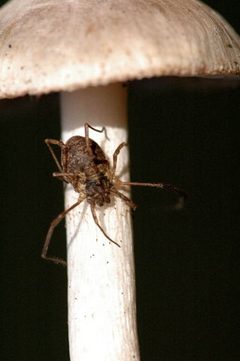 Oligolophus.sp by James K. Lindsey. Used under a CC BY-SA 3.0 license.