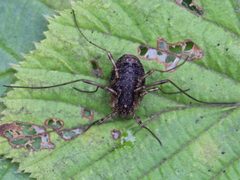 Oligolophus tridens 02 by AfroBrazilian. Used under a CC BY-SA 4.0 license.