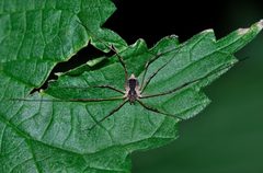 Oligolophus tridens qtl1 by Quartl. Used under a CC BY-SA 3.0 license.