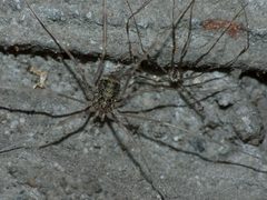 Opilio parietinus - Rotterdam20130718 0274 by Pudding4brains. Used under a Public domain license.