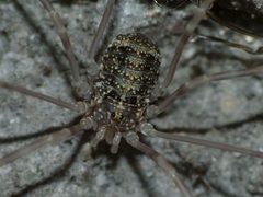 Opilio parietinus - Rotterdam20130718 0274crop by Pudding4brains. Used under a Public domain license.