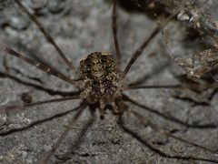 Opilio parietinus - Rotterdam20130718 0327 by Pudding4brains. Used under a Public domain license.