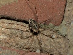 Opilio parietinus F - Limburg20130803 0726 by Pudding4brains. Used under a Public domain license.