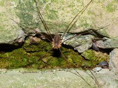 Opilio parietinus M - Limburg20130803 0661 by Pudding4brains. Used under a Public domain license.