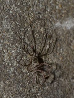 Opilio parietinus Moulting - Rotterdam20130718 0304 by Pudding4brains. Used under a Public domain license.