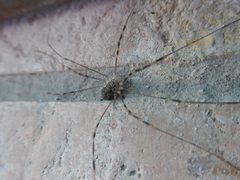 Opilio parietinus Riga 01 by Syrio. Used under a CC BY-SA 4.0 license.