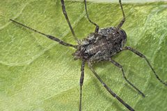 Paroligolophus agrestis - 44185343630 by AJC1. Used under a CC BY-SA 2.0 license.