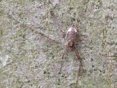 Paroligolophus agrestis 168820393 by Michel Langeveld. Used under a CC BY-SA 4.0 license.